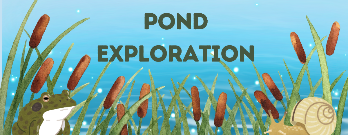 Pond Exploration 7/6/2026
